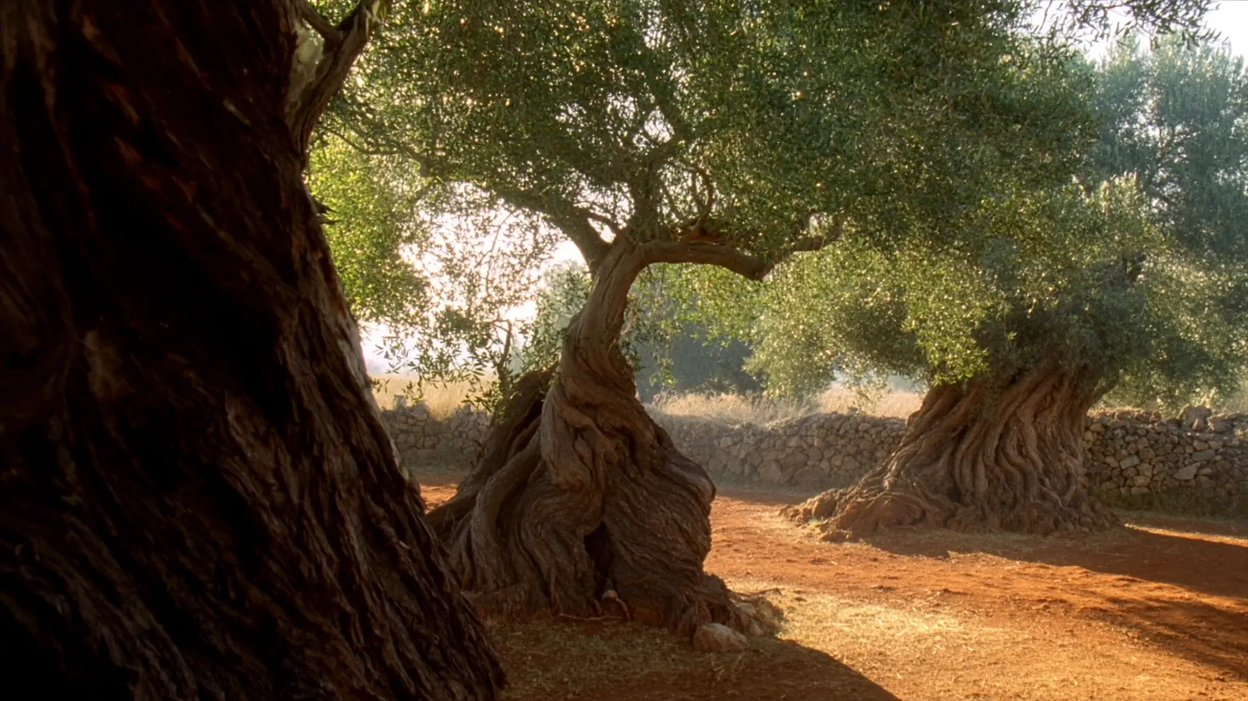 Old olive trunks and a dry stone wall