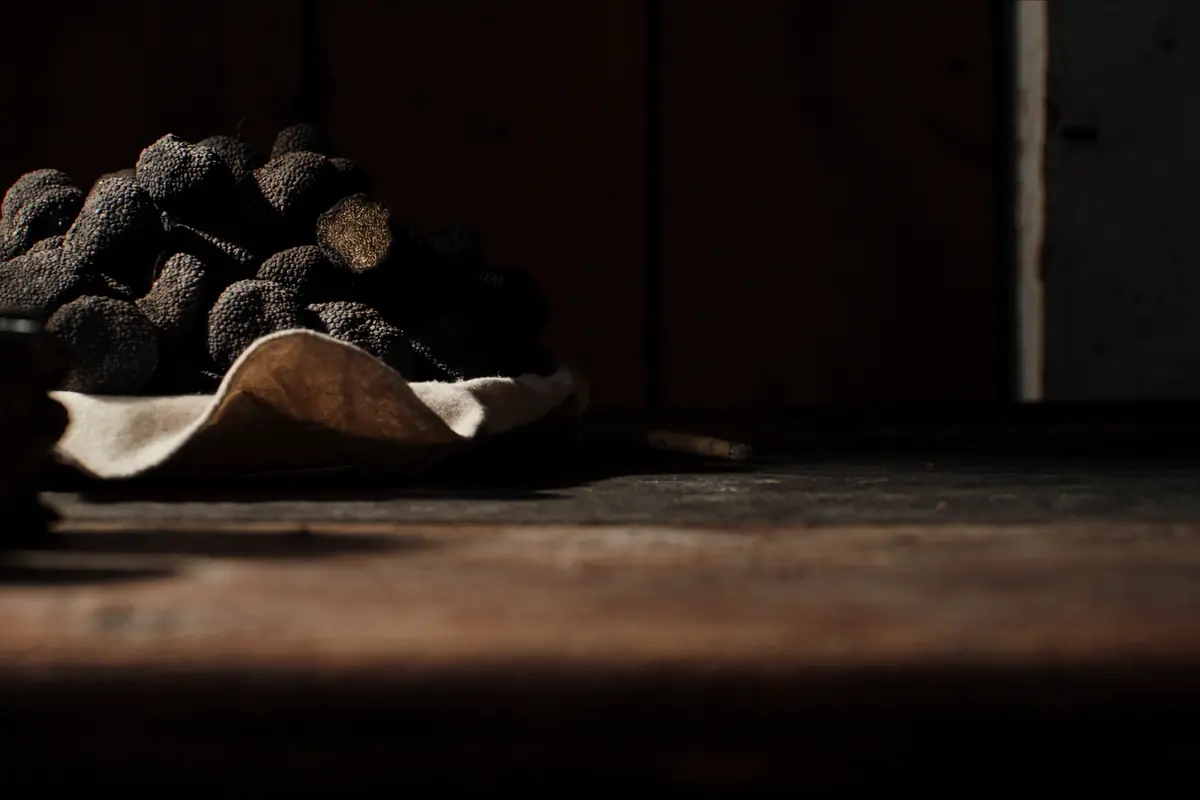 Fresh black Istrian truffles on linen